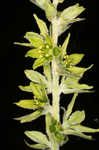 Green false hellebore